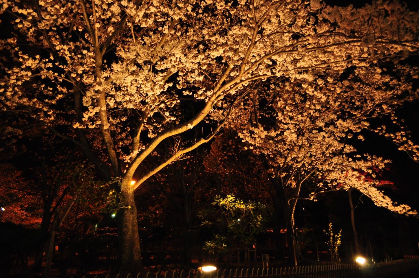 国際親善させぼ桜まつり-6