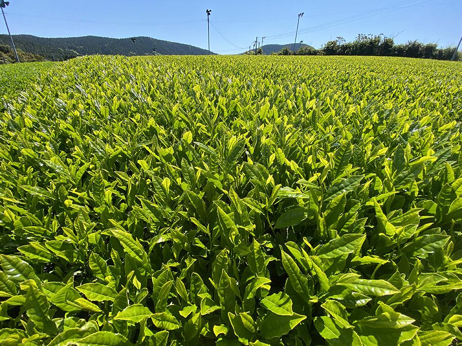 世知原新茶まつりじげもん市-1