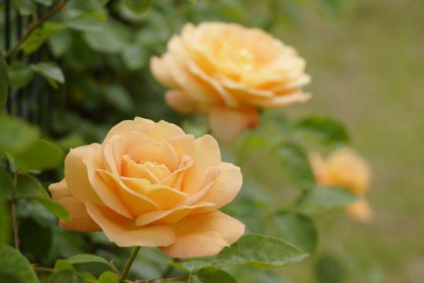 【九十九島動植物園森きらら】春のローズフェスティバル-4