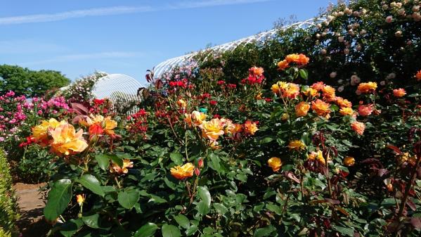 【九十九島動植物園森きらら】春のローズフェスティバル-2