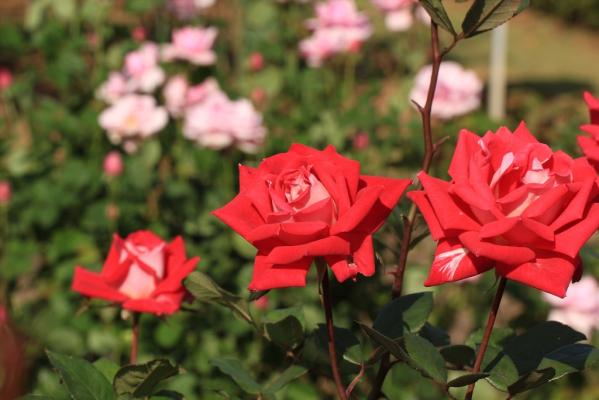 【九十九島動植物園森きらら】春のローズフェスティバル-1