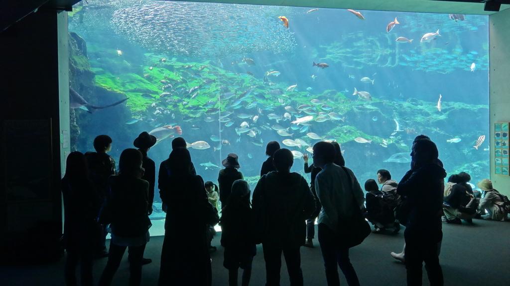 【九十九島水族館海きらら】朝の海きらら-1