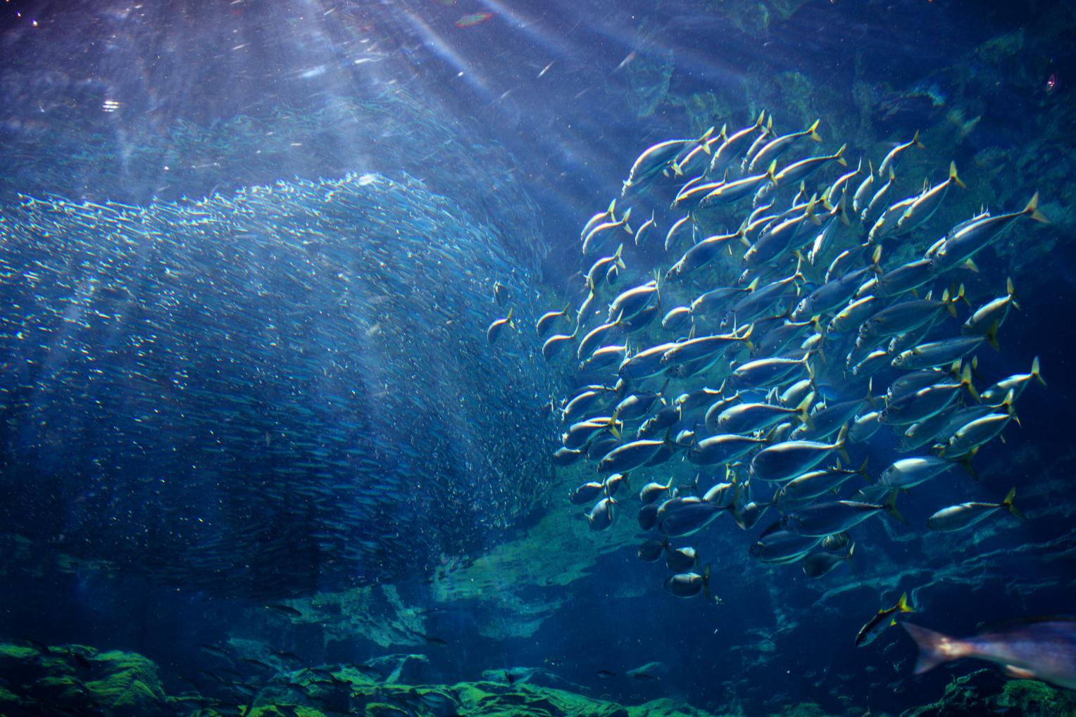 【九十九島水族館海きらら】朝の海きらら-3