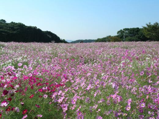 展海峰コスモスウォーク-1