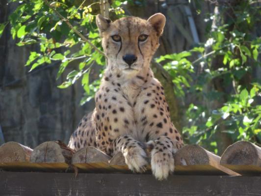 【九十九島動植物園森きらら】朝の森きらら-0