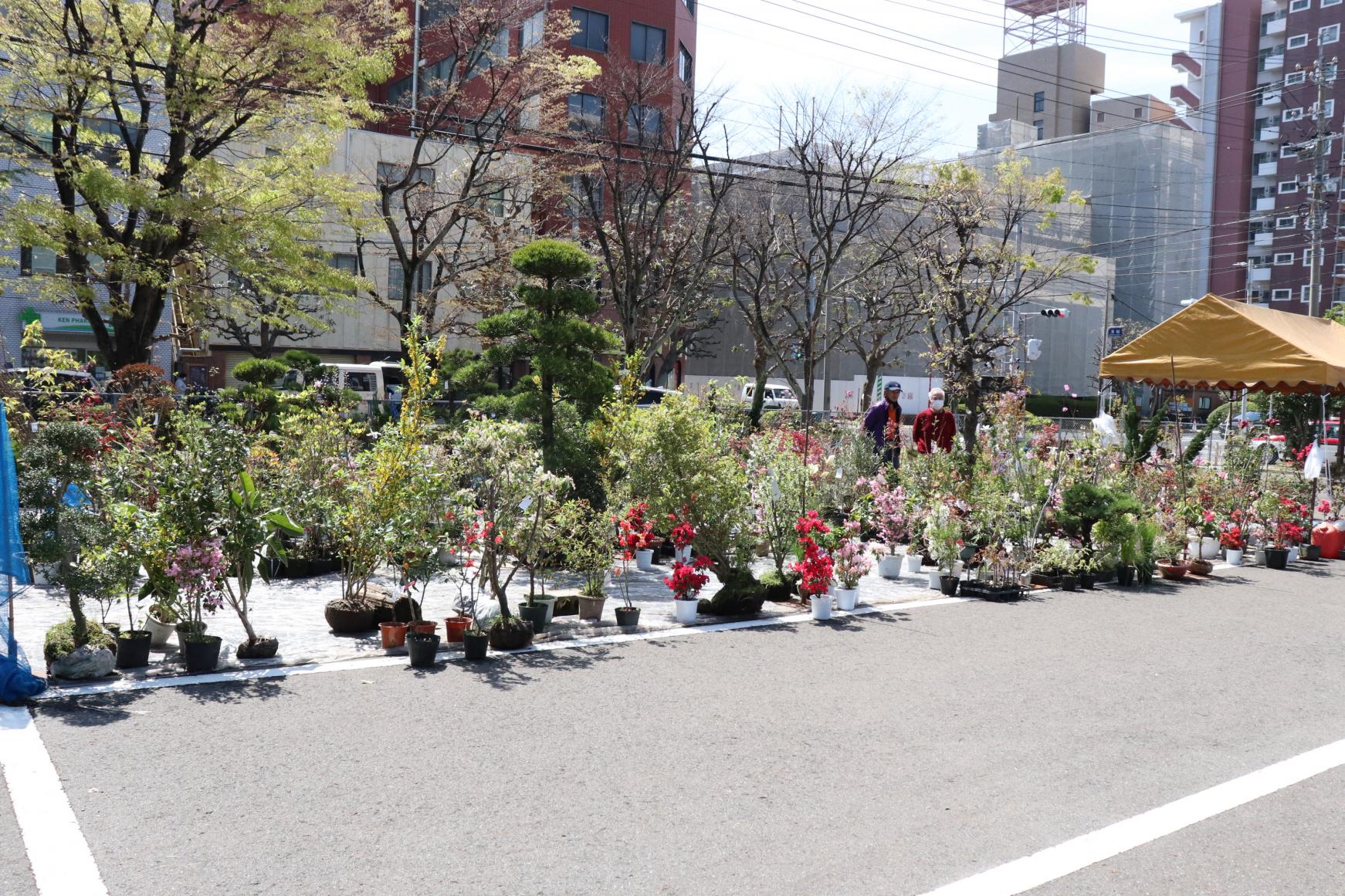 佐世保 春の植木市-1