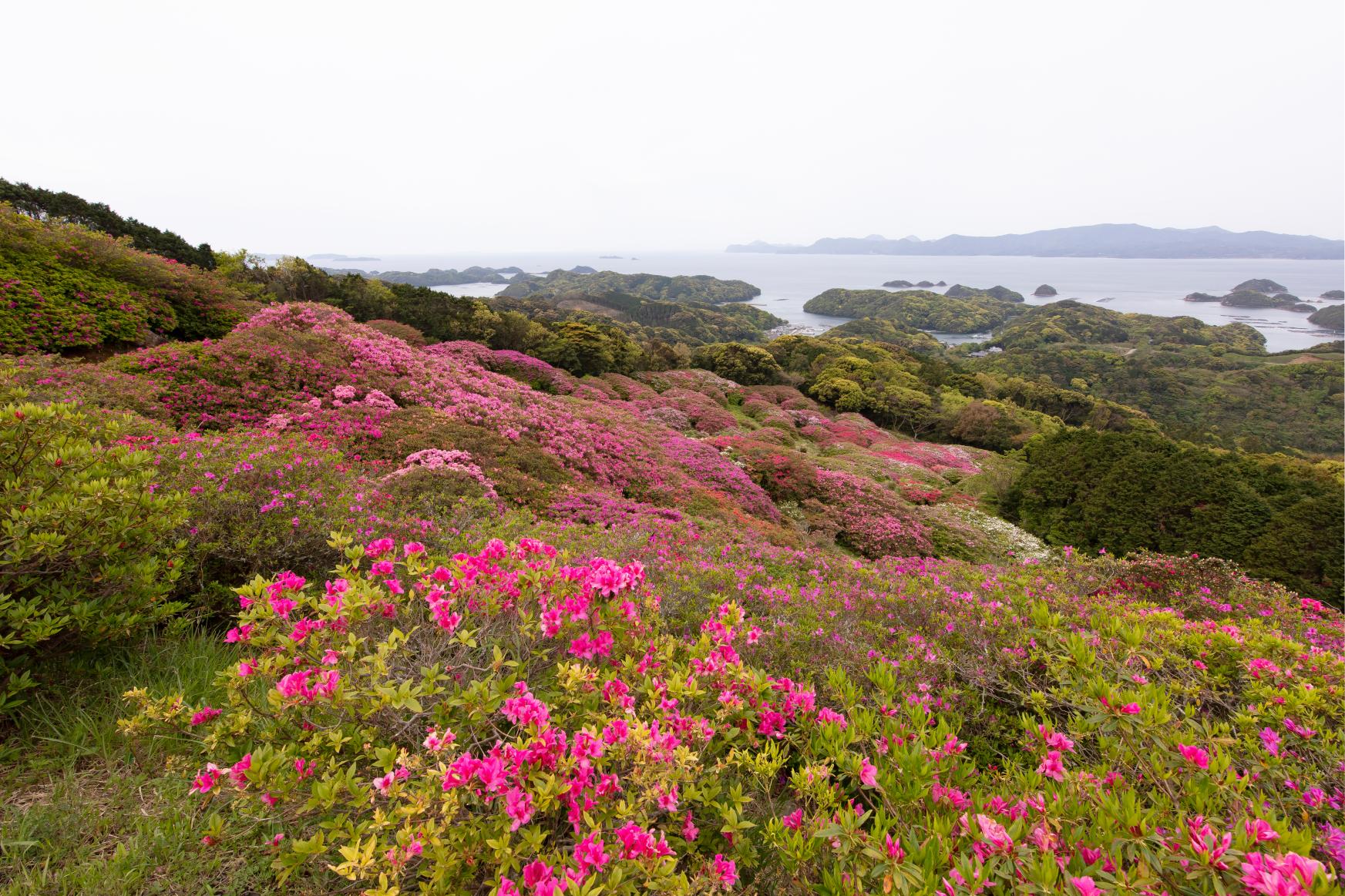 【2024年開花状況】長串山公園-9