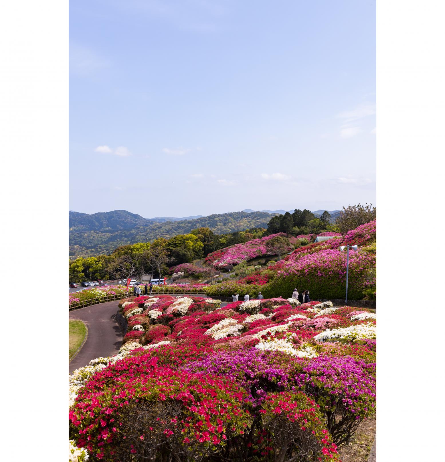 【2024年開花状況】長串山公園-8