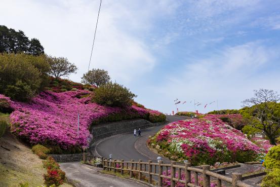 【2024年開花状況】長串山公園-7