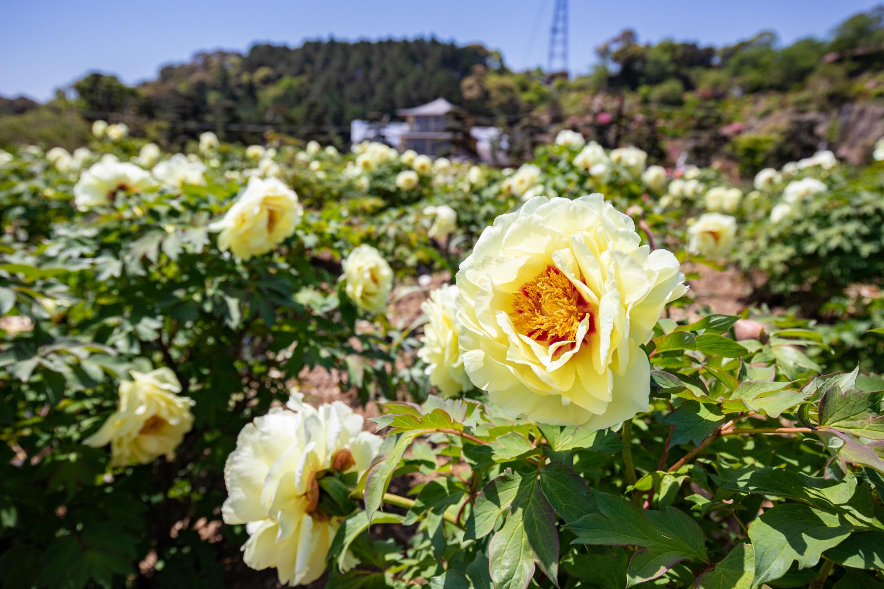 佐世保花園-7