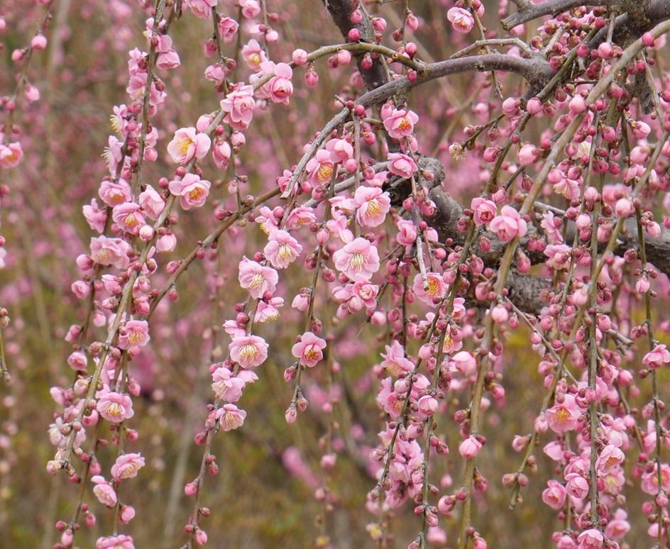 佐世保花園-6