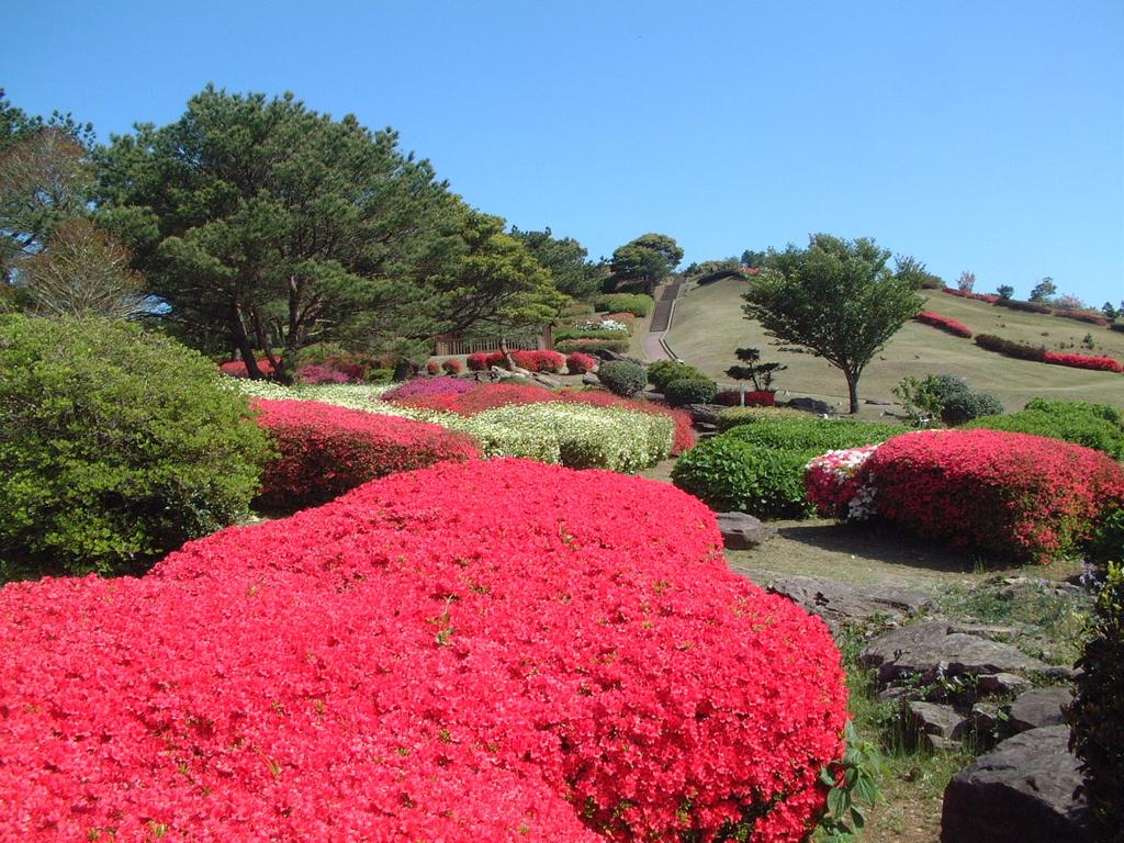 冷水岳（ひやみずだけ）のつつじ-1