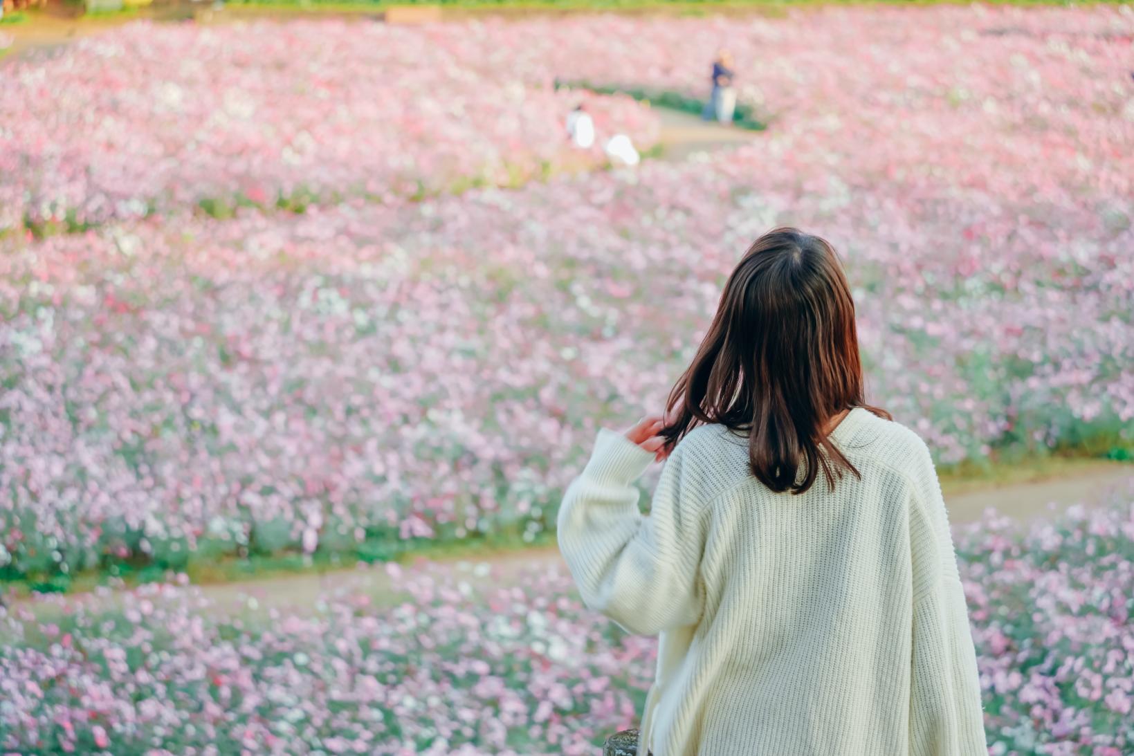 秋の紅葉・お花見-1